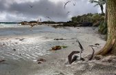 Descubren que los pterodáctilos eran capaces de volar nada más nacer