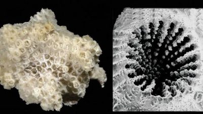 Los animales ya se adaptan al plástico: este coral prefiere alimentarse de microplásticos