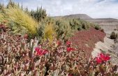 Científicos chilenos buscan reforestar el desierto de Atacama con un pequeño oasis vegetal