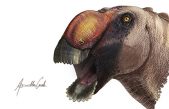 Identificada una extraña nueva especie de dinosaurio ‘pico de pato’