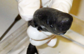 Identifican una nueva especie de tiburón de bolsillo que expulsa un líquido fluorescente