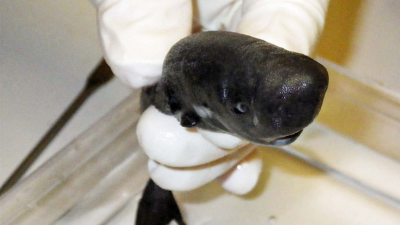 Identifican una nueva especie de tiburón de bolsillo que expulsa un líquido fluorescente
