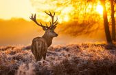 ¿Qué es un animal crepuscular?