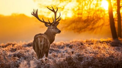 ¿Qué es un animal crepuscular?