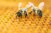 Las abejas han sido declaradas la especie más importante del mundo