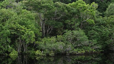Plantar árboles es la solución
