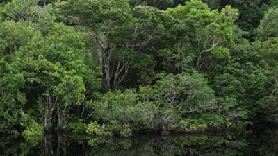 Plantar árboles es la solución