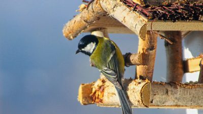 Los animales no logran adaptarse a la velocidad del cambio climático