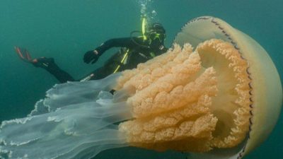 Descubren una medusa gigante…¡del tamaño de una persona!