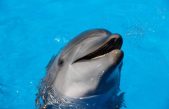 Los delfines regulan cada latido del corazón mientras bucean