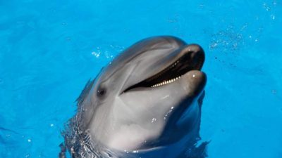 Los delfines regulan cada latido del corazón mientras bucean