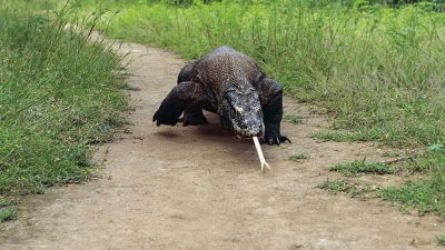 Aprendiendo sobre el corazón del dragón