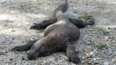 Indonesia cerrará la isla de Komodo para proteger de la extinción a los dragones