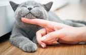 ¿Cuál es la forma correcta de acariciar a tu gato? La ciencia tiene la respuesta