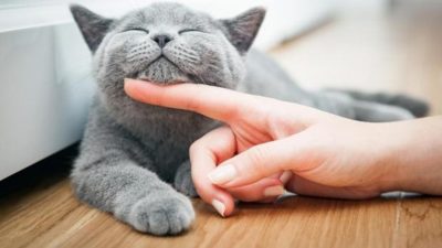 ¿Cuál es la forma correcta de acariciar a tu gato? La ciencia tiene la respuesta
