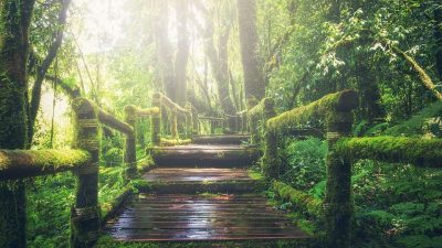 Unos diecisiete minutos al día en la naturaleza para gozar de más salud