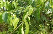 Científicos checos investigarán los efectos y propiedades de la ayahuasca