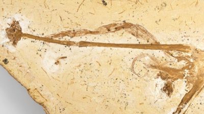 Encuentran en Brasil y completamente conservado el lirio más antiguo del mundo