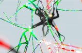 El cerebro piensa en paralelo, como los superordenadores