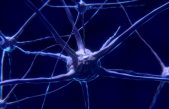 El cerebro humano genera nuevas neuronas hasta los 90 años