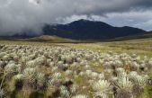 Las ‘islas en el cielo’ generan la biodiversidad andina