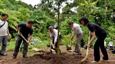 Estudio determina que plantar árboles podría ser lo más efectivo para salvar la civilización