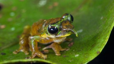 Esta nueva especie de rana tiene una nariz puntiaguda como Pinocho