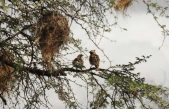 Los cerebros de los pájaroa se sincronizan cuando cantan en pareja