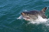 China se hace con un tiburón espía robotizado