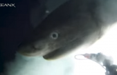 Logran captar imágenes únicas y marcar por primera vez en aguas profundas una especie de tiburón que quedó casi intacta desde el Jurásico