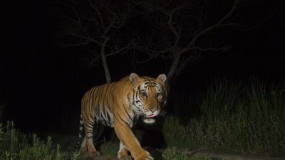 Los animales se están volviendo más nocturnos para evitar al ser humano