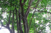 Alcaloides de un árbol argentino podrían combatir una gastroenteritis infantil