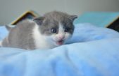 La clonación de mascotas en China… ¿progreso o peligro para las especies?