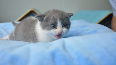 La clonación de mascotas en China… ¿progreso o peligro para las especies?
