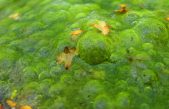 Científicos rusos obtienen biocombustible a partir de algas de agua dulce