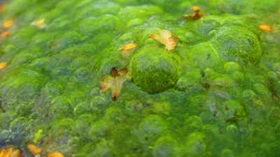 Científicos rusos obtienen biocombustible a partir de algas de agua dulce