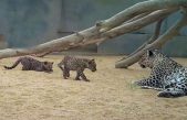 Nacen dos leopardos de Arabia, uno de los animales más amenazados del mundo