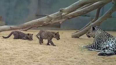 Nacen dos leopardos de Arabia, uno de los animales más amenazados del mundo