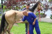 Elaboran una sustancia que regenera cartílago en caballos y humanos