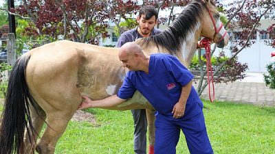 Elaboran una sustancia que regenera cartílago en caballos y humanos