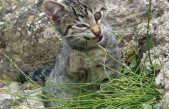 Resuelto el misterio de por qué los gatos comen hierba