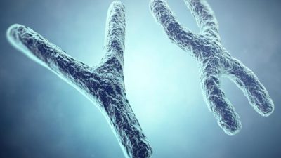 Científicos encuentran la forma de elegir el sexo de la descendencia