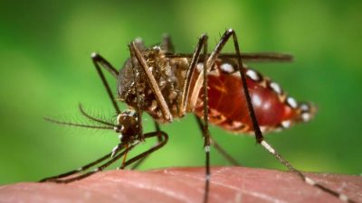 Día Internacional contra el Dengue