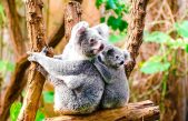 Los koalas están en “extinción funcional”. Descubre qué es y por qué ocurre