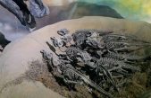 Los dinosaurios también han ido al espacio: éste fue el primer fósil que lo consiguió