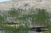 Descubren un bosque fósil en China de hace 400 millones de años, el más antiguo de Asia