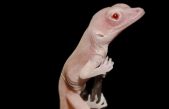 El lagarto albino, primer reptil modificado genéticamente