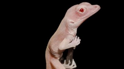 El lagarto albino, primer reptil modificado genéticamente