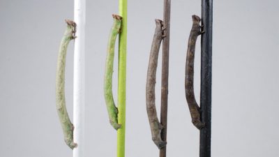La larva que puede ‘ver’ los colores a través de la piel