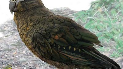 Un loro del tamaño de un avestruz vivió hace 19 millones de años